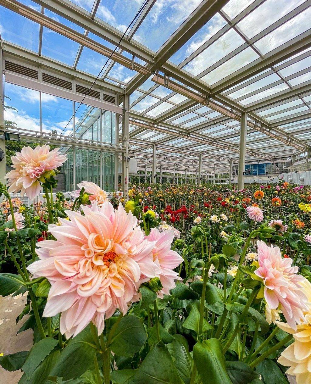 喜迎新春第一弹🧨 滨海湾花穹，15日迎牛年新春花卉展🐮喜气洋洋庆新年，票价仅从S$5起