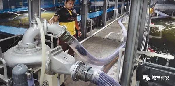 新加坡重视农业科技发展，对中国农业有何启示