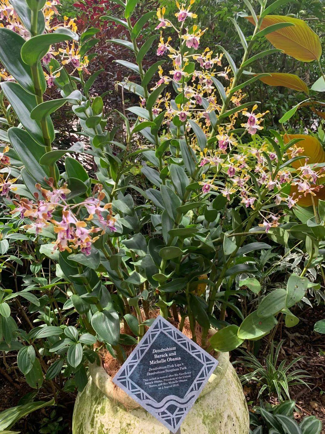 行走狮城——植物园