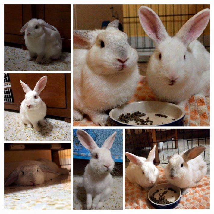 13427864_1184097194963443_8080797461745535383_n