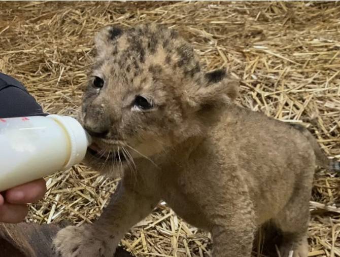 新加坡首个人工授精雄狮宝宝诞生！网友调侃：人工？给狮子授精？