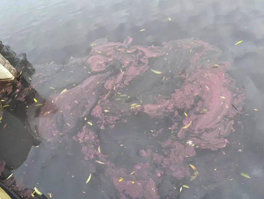 新加坡圣淘沙水质变紫，鱼尸成群的原因找到了