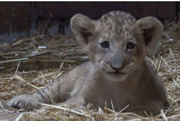 新加坡首个人工授精雄狮宝宝诞生！网友调侃：人工？给狮子授精？