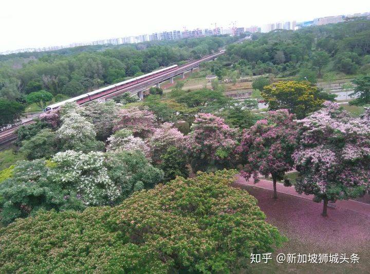 淡滨尼 Tampines: 嬉耍玩乐怎么玩?新加坡最强攻略