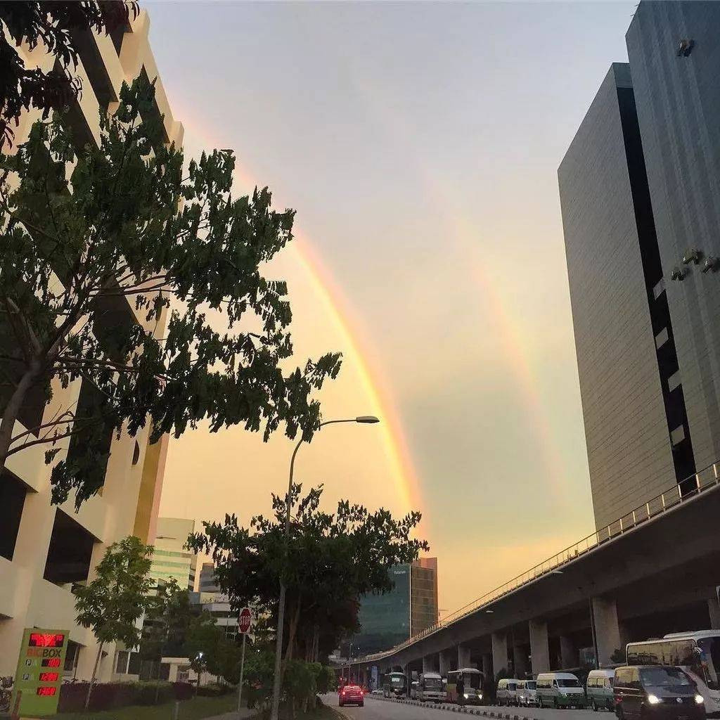 罕见!新加坡圣淘沙这条河变成了粉色,惊现大批死鱼!39年创记录暴雨太作了