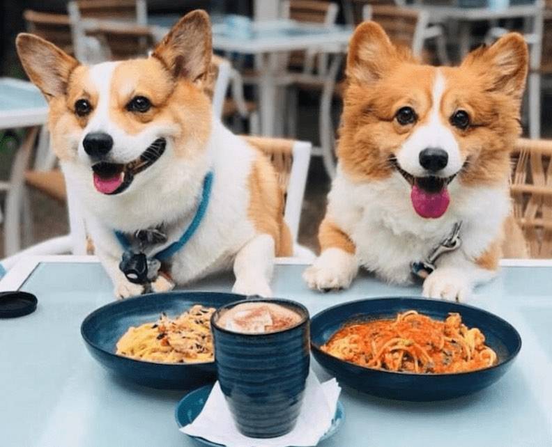 在园艺园林内的花园餐厅Canopy HortPark🌳绿植树木、阳光明媚，可带毛小孩入场🐕