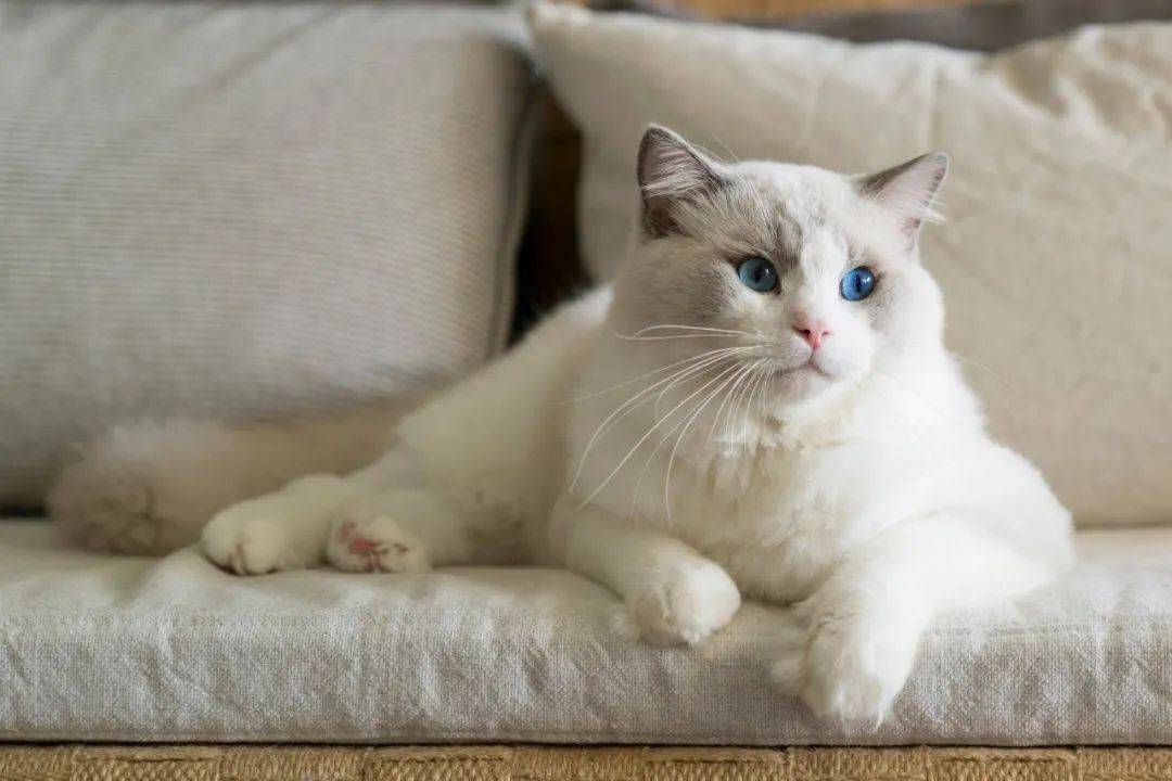 再也不用云吸猫（狗）！盘点新加坡的撸猫撸狗圣地