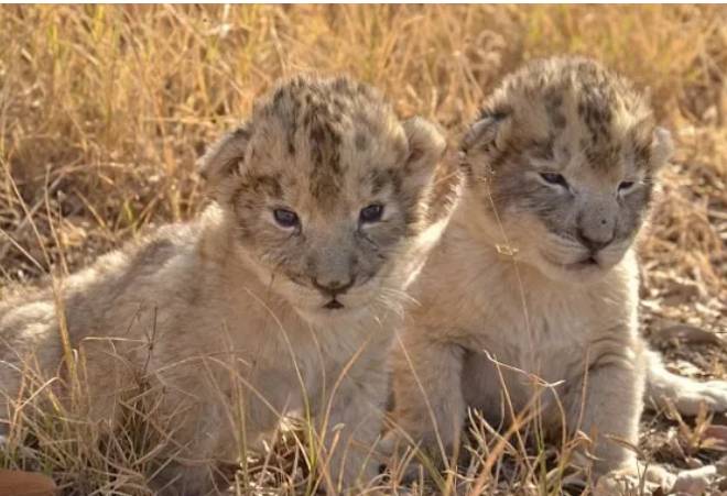 新加坡首个人工授精雄狮宝宝诞生！网友调侃：人工？给狮子授精？