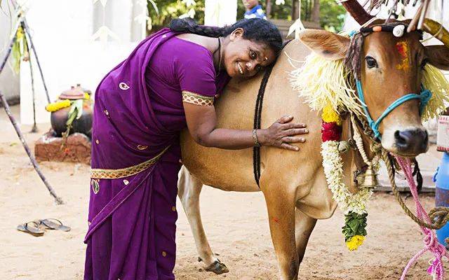 为什么新加坡小印度这个礼拜这么热闹?庞格尔节了解一下