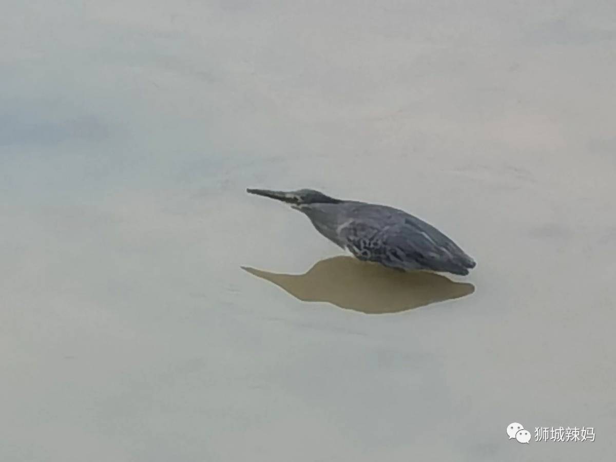 新加坡最好玩的海滩公园！赶海、骑马、划艇、树篱迷宫、烧烤露营，超适合家庭出游