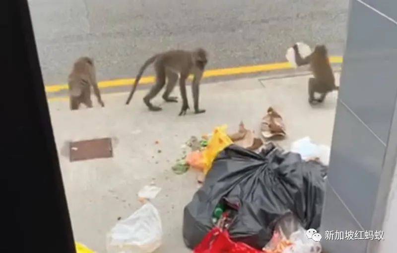 新加坡的鸟患和野猪野猴之患,究竟是谁侵犯了谁的地盘