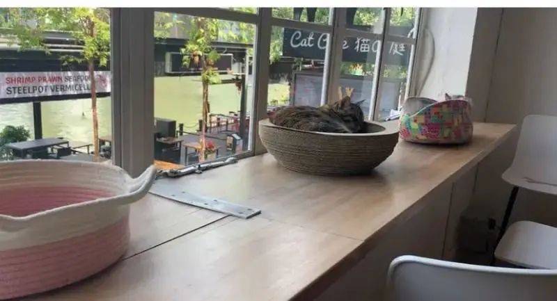 再也不用云吸猫（狗）！盘点新加坡的撸猫撸狗圣地