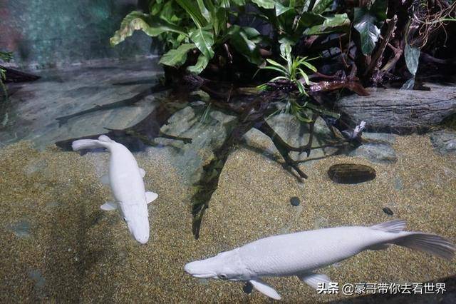 新加坡不枉此行的10大看点（中）分三集介绍