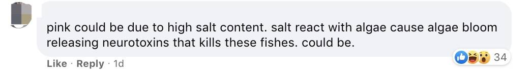 罕见!新加坡圣淘沙这条河变成了粉色,惊现大批死鱼!39年创记录暴雨太作了
