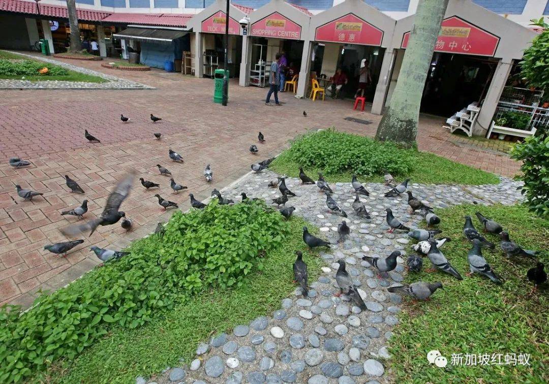 新加坡的鸟患和野猪野猴之患,究竟是谁侵犯了谁的地盘