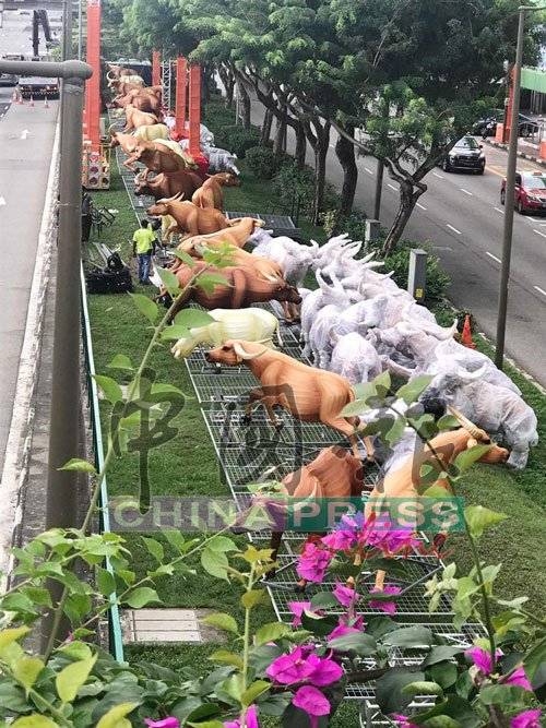 好运COW降临! 牛车水真的有牛了