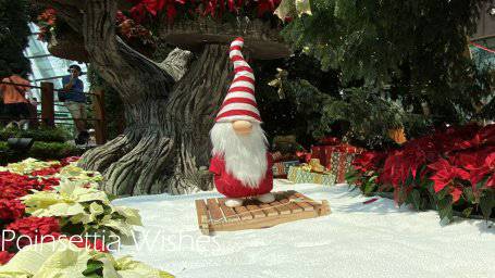 来新加坡，过一个暖暖的圣诞季