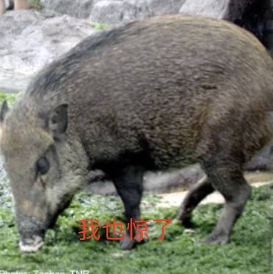 四人在新加坡喂野猪犯法，共被罚1万新币！这些罚款规定太多人踩雷