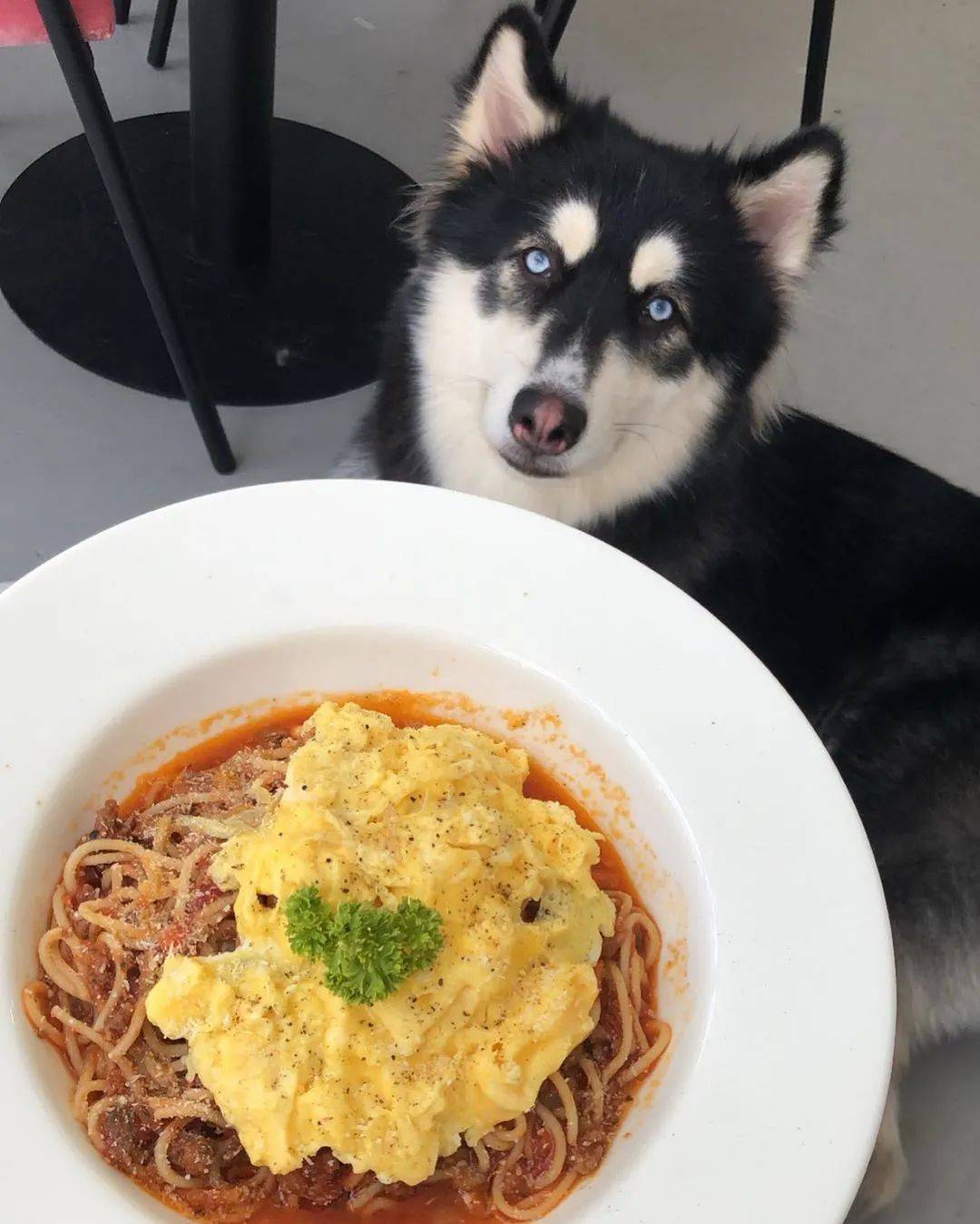 再也不用云吸猫（狗）！盘点新加坡的撸猫撸狗圣地