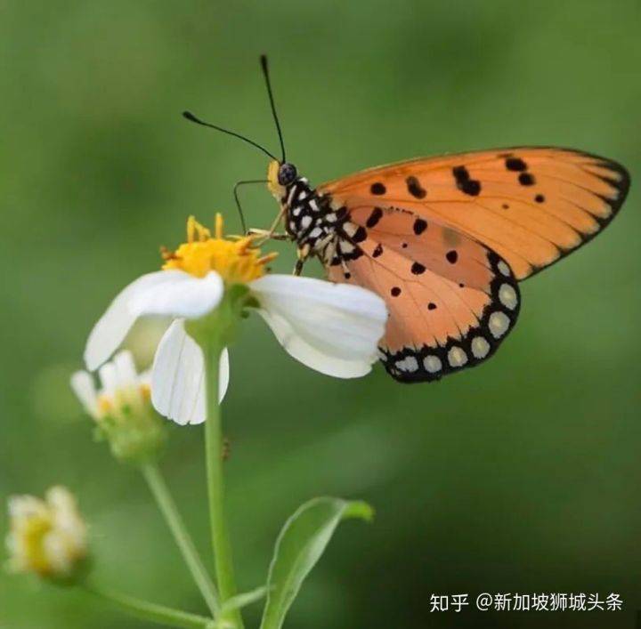 淡滨尼 Tampines: 嬉耍玩乐怎么玩?新加坡最强攻略