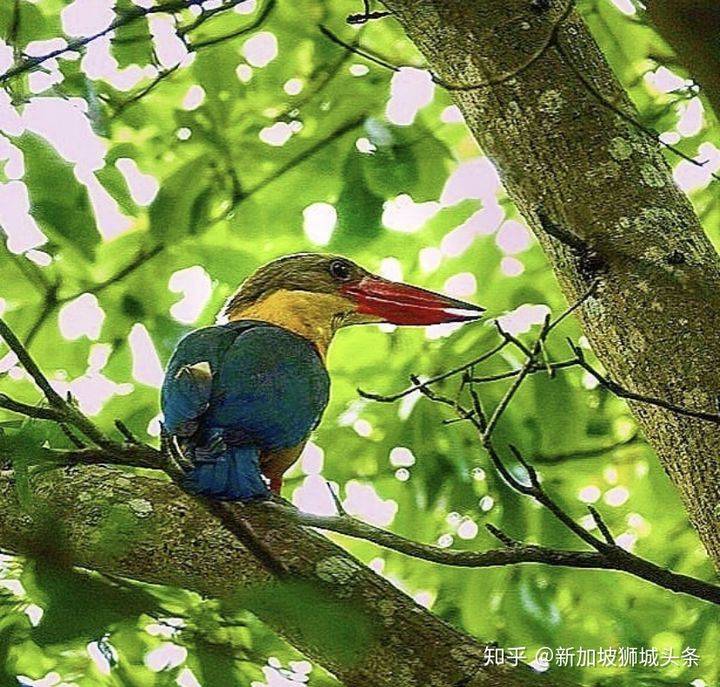 巴西立 Pasir Ris: 新加坡玩乐最强攻略