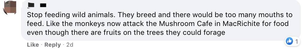 四人在新加坡喂野猪犯法，共被罚1万新币！这些罚款规定太多人踩雷