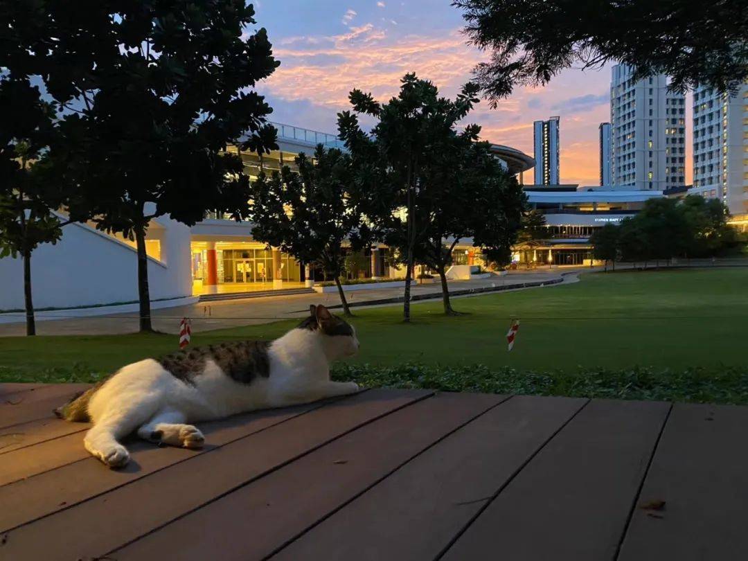 人间四月,来感受新加坡国立大学的春天