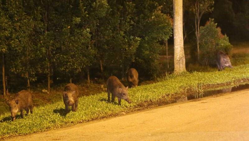 ◤喂食野猪Part 3◢ 罚再重 没在怕 男女摸黑喂到饱才走