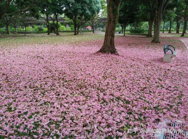 淡滨尼 Tampines: 嬉耍玩乐怎么玩?新加坡最强攻略