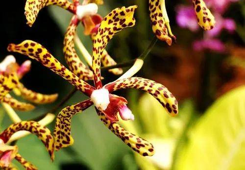 玩转新加坡！八个必去的旅游景点