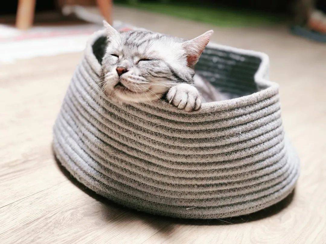 再也不用云吸猫（狗）！盘点新加坡的撸猫撸狗圣地