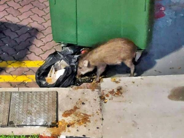 垃圾处理不当 易引来野猪觅食