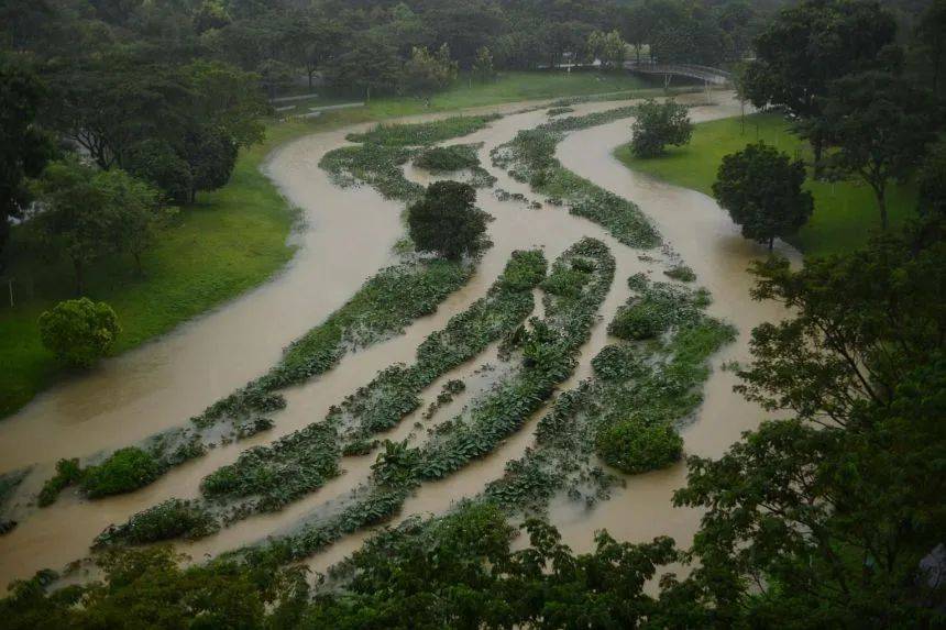 罕见!新加坡圣淘沙这条河变成了粉色,惊现大批死鱼!39年创记录暴雨太作了