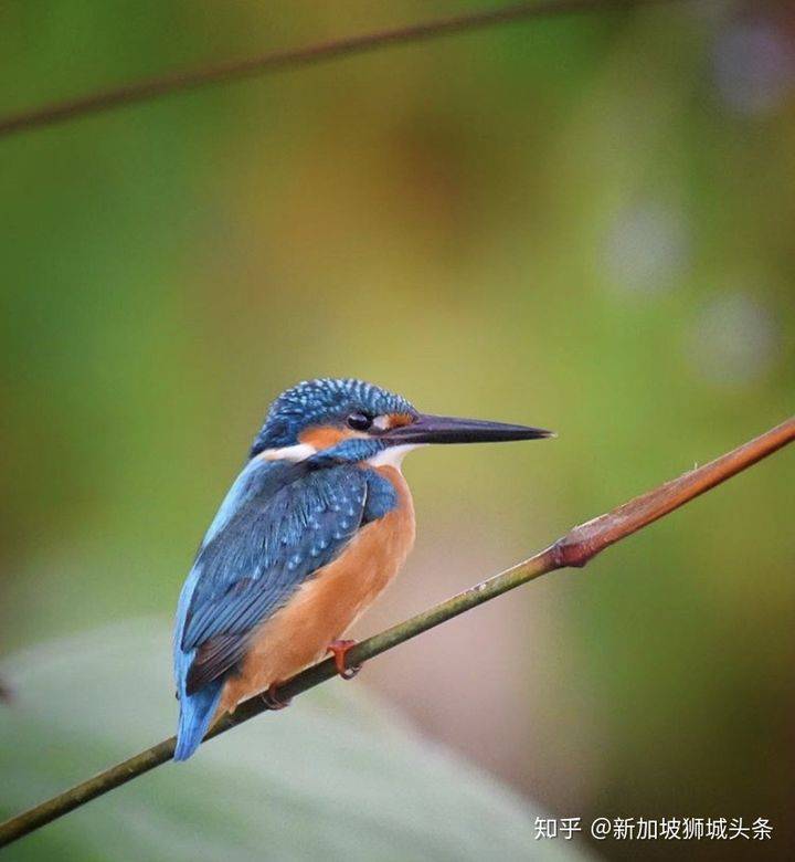 巴西立 Pasir Ris: 新加坡玩乐最强攻略