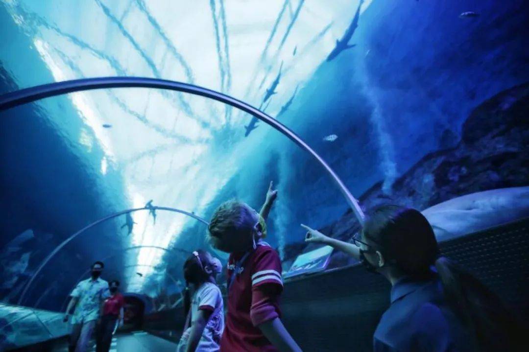 在新加坡接受丰富多彩的学前教育：骑马、做瑜伽、编程、参观水族馆、丰富的户外活动