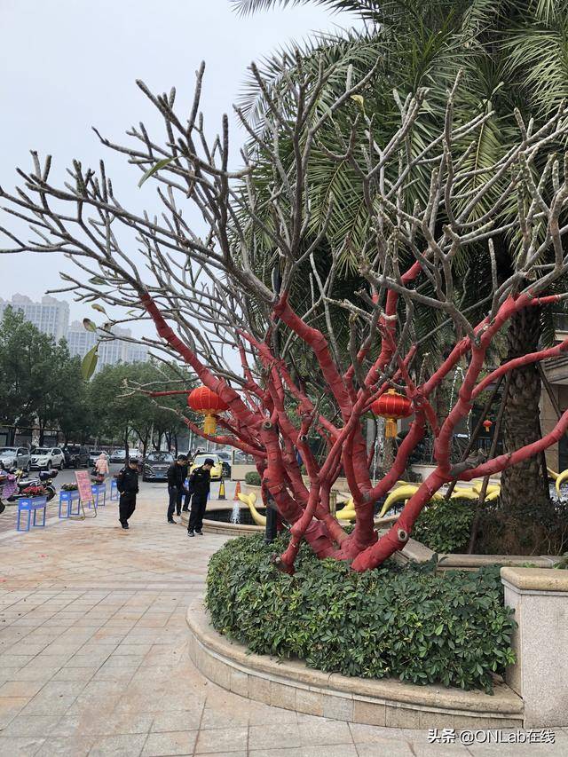 过大年了，榕城狮城横滨的春节记忆