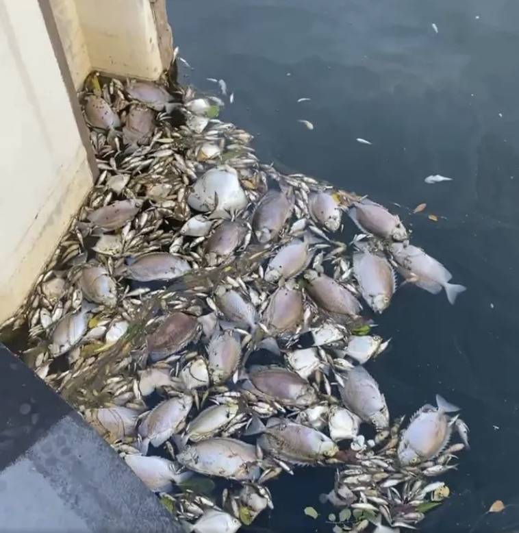 罕见!新加坡圣淘沙这条河变成了粉色,惊现大批死鱼!39年创记录暴雨太作了