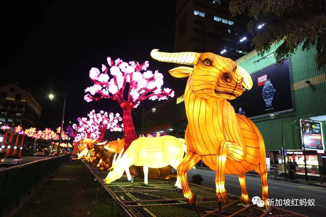 疫情下的狮城春节，和以往有什么大不同