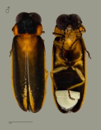 狮城相隔112年 义顺沼泽森林 发现新品种萤火虫