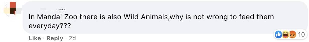 四人在新加坡喂野猪犯法，共被罚1万新币！这些罚款规定太多人踩雷