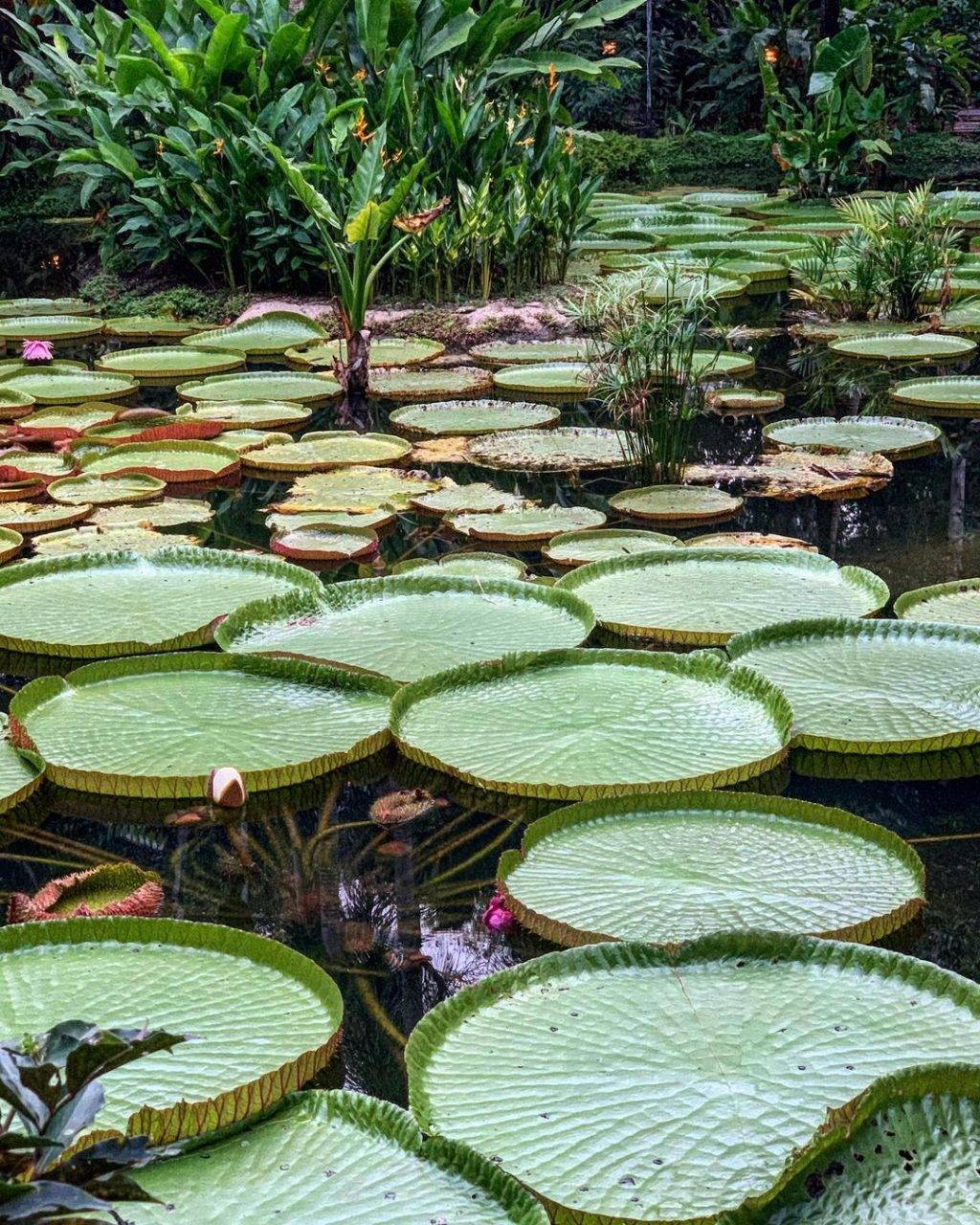 全新探索攻略💐“Botanic Garden”还可以这样玩！唯美天鹅湖、奇妙历险公园，解锁新视野