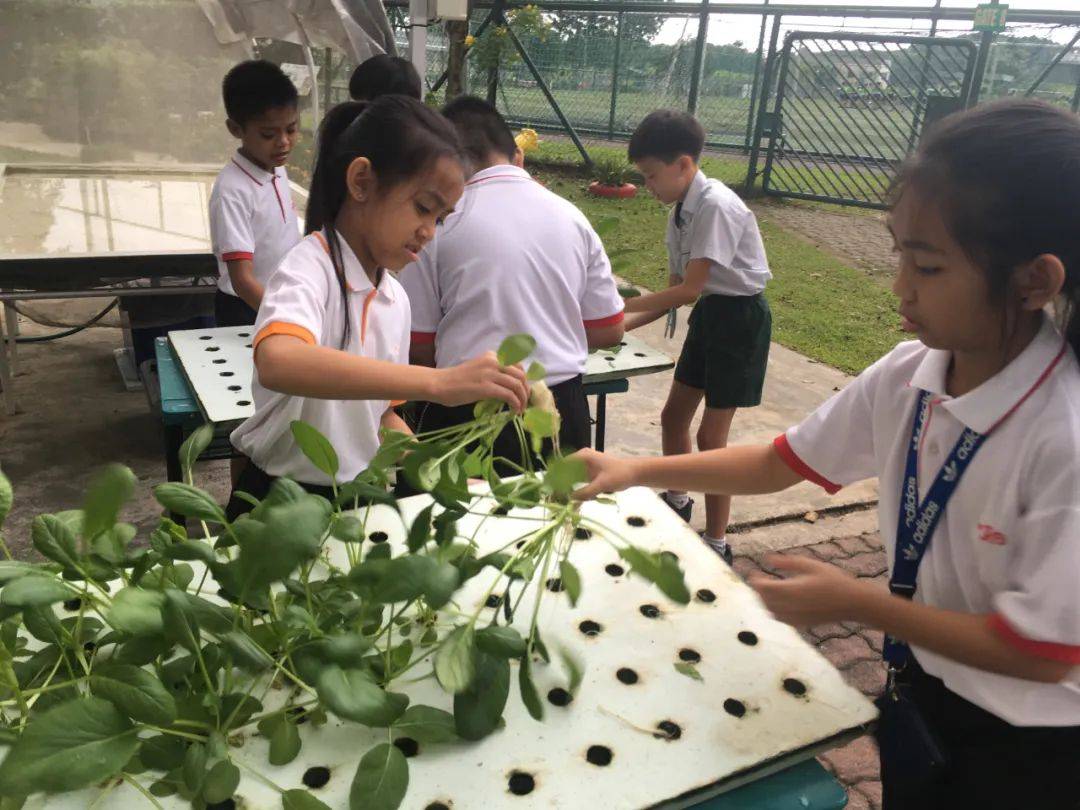 通过AEIS考试，你将进入这样的新加坡政府小学