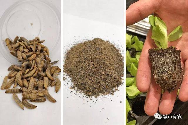 新加坡重视农业科技发展，对中国农业有何启示