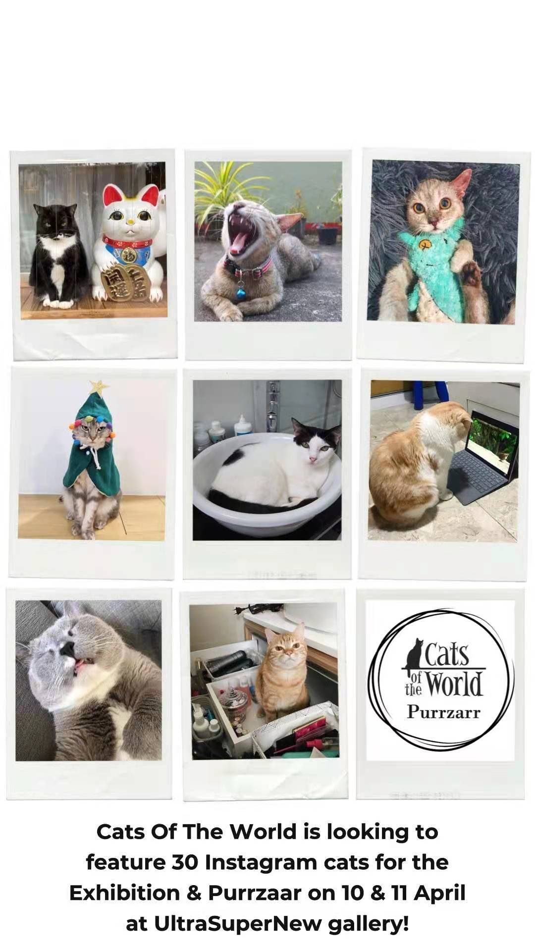 爱猫人士看过来!世界猫科动物保护集市来啦