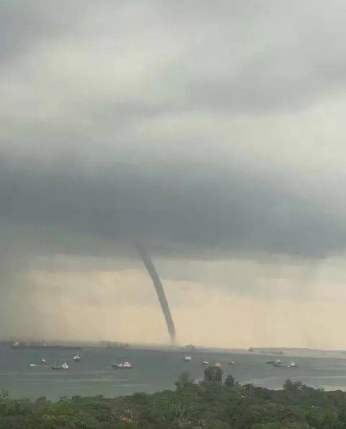 罕见!新加坡圣淘沙这条河变成了粉色,惊现大批死鱼!39年创记录暴雨太作了