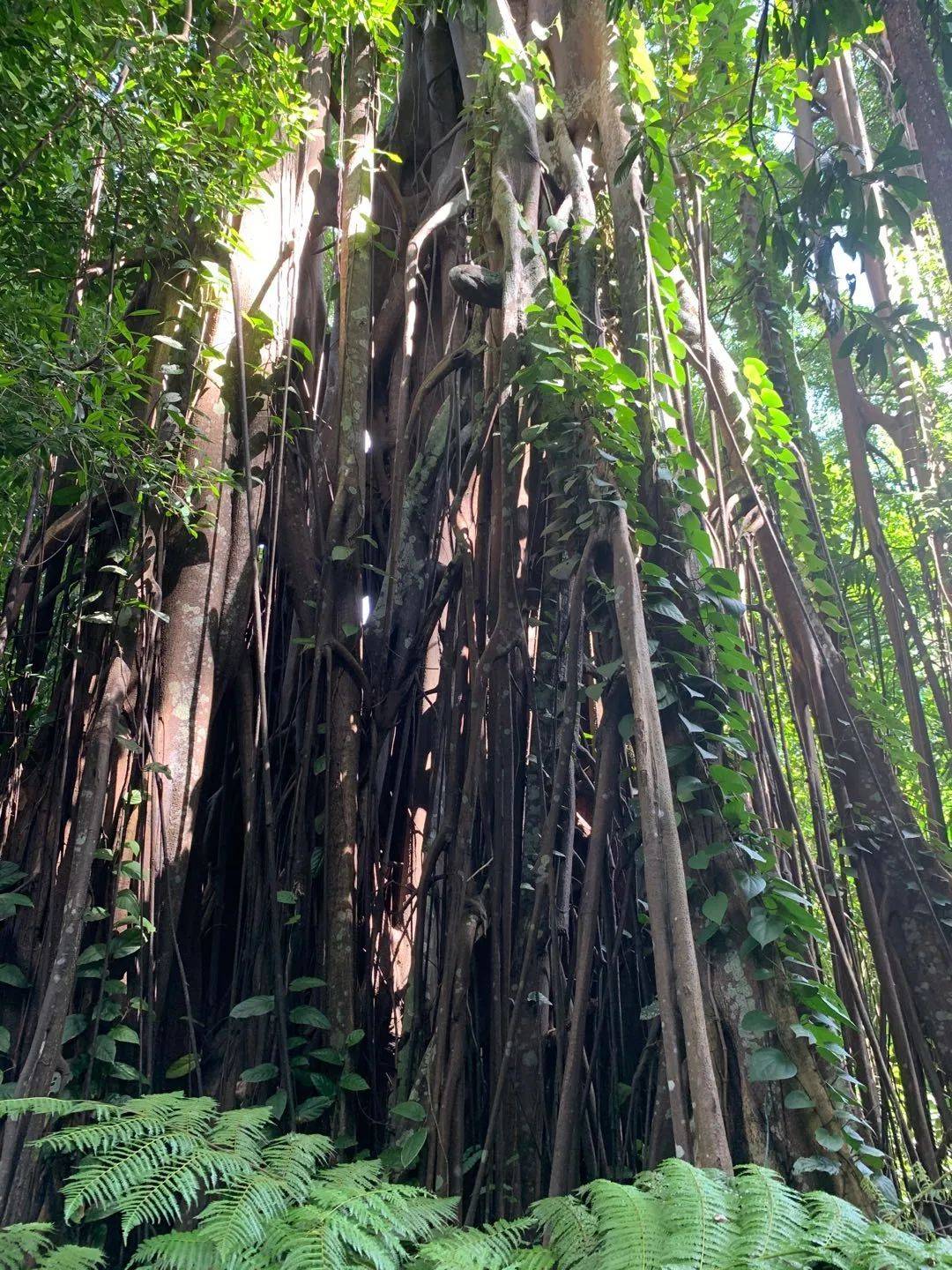 行走狮城——植物园