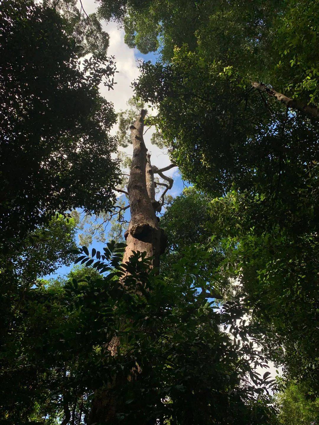 行走狮城——植物园