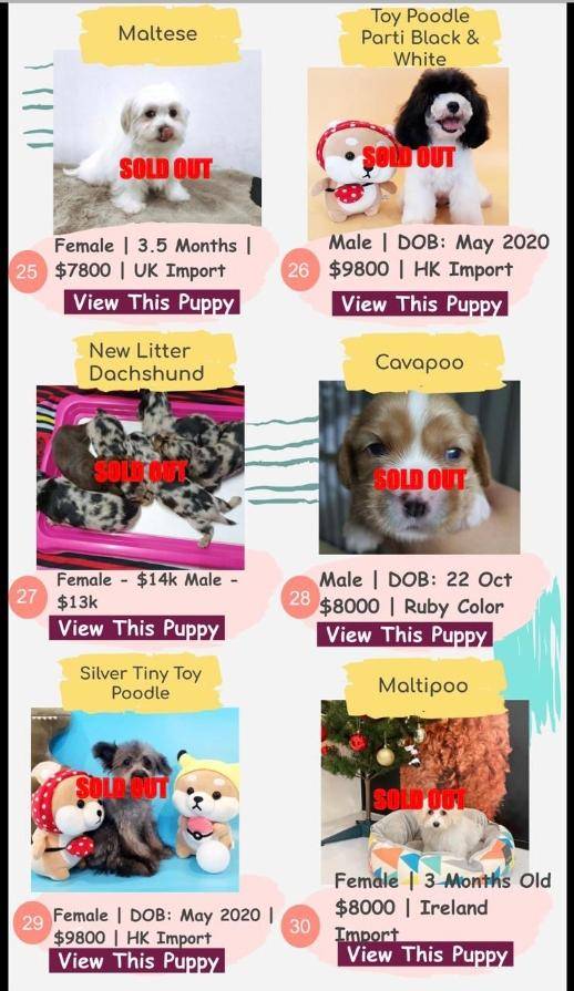 疫情期掀养宠物潮 狮城名犬身价翻几倍