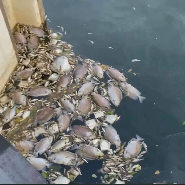 新加坡顶级富豪区升涛湾水道变成粉红色！死鱼成片漂浮，散发出阵阵不可描述的恶臭