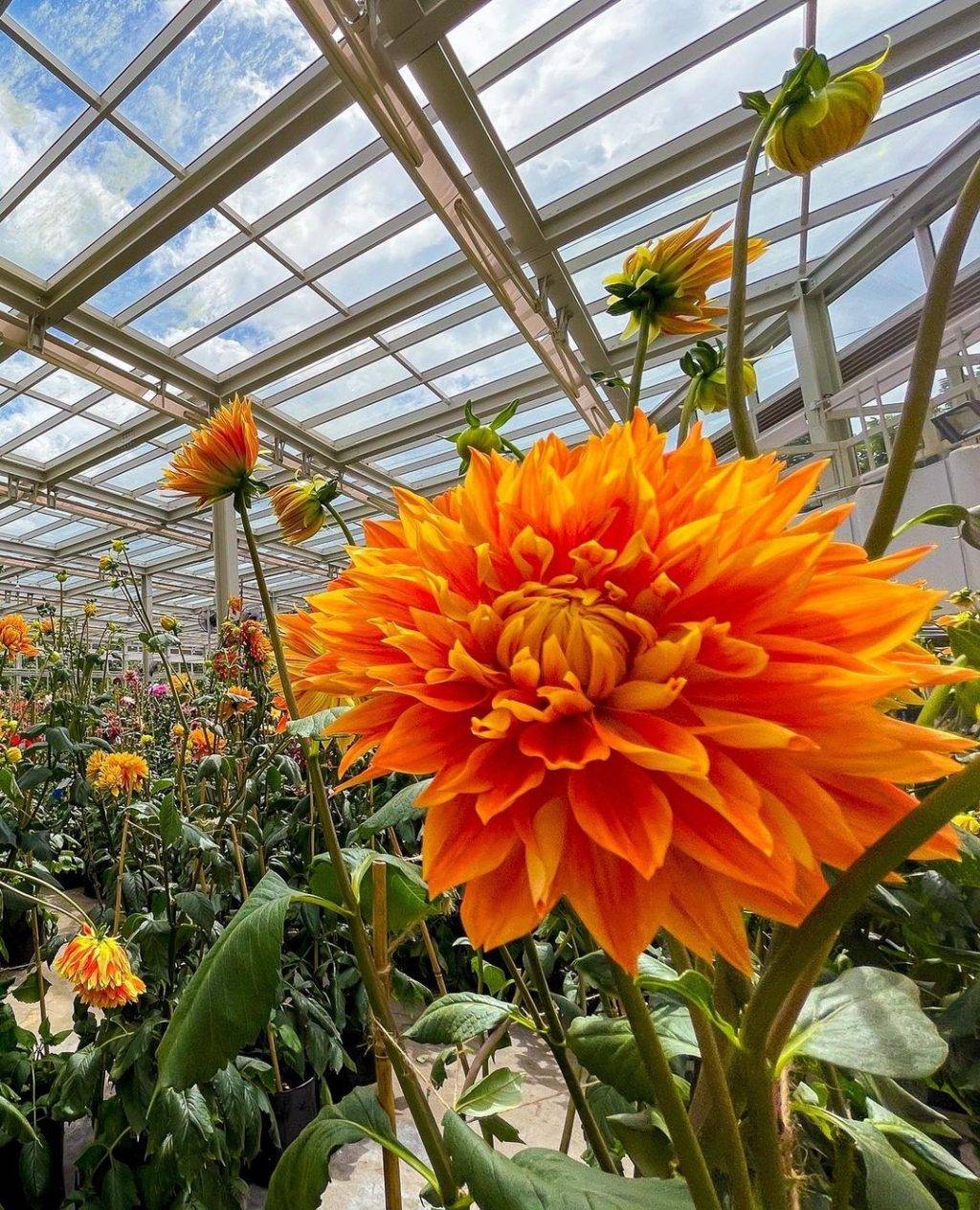 喜迎新春第一弹🧨 滨海湾花穹，15日迎牛年新春花卉展🐮喜气洋洋庆新年，票价仅从S$5起